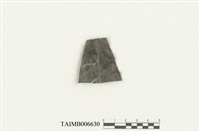 藏品(薄鱗蘚屬)的圖片